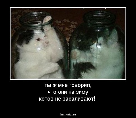 ты ж мне говорил, что они на зиму котов не засаливают!