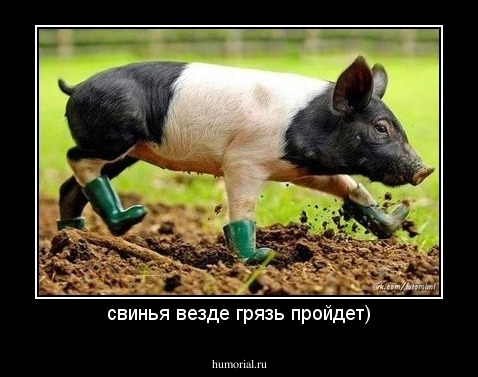 свинья везде грязь пройдет)