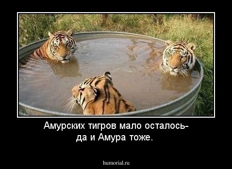 Амурских тигров мало осталось- да и Амура тоже.