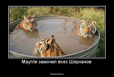 Маугли замочил всех Шерханов 