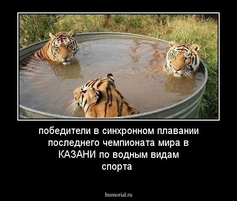 победители в синхронном плавании  последнего чемпионата мира в КАЗАНИ по водным видам спорта 