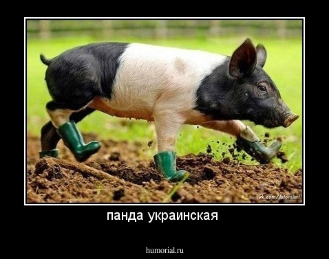 панда украинская 