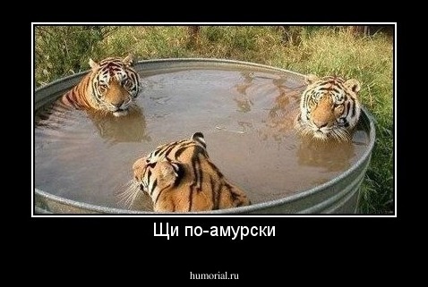 Щи по-амурски