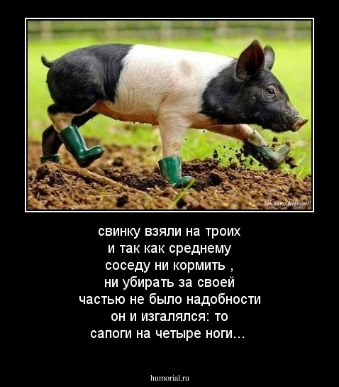 свинку взяли на троих и так как среднему соседу ни кормить , ни убирать за своей частью не было надобности он и изгалялся: то сапоги на четыре ноги...