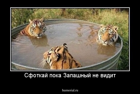 Сфоткай пока Запашный не видит
