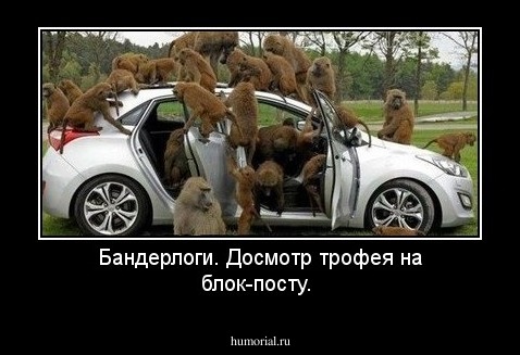 Бандерлоги. Досмотр трофея на блок-посту.