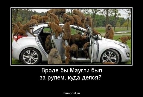Вроде бы Маугли был за рулем, куда делся?