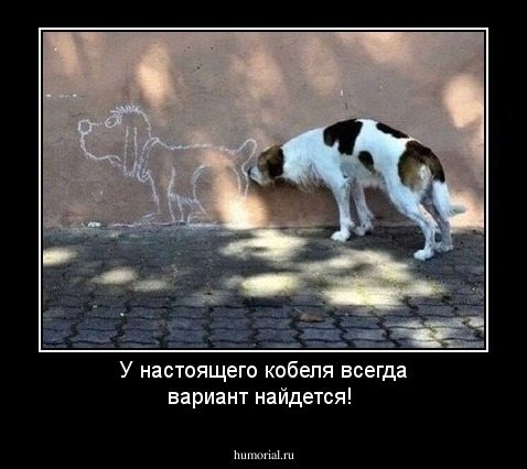 У настоящего кобеля всегда вариант найдется!