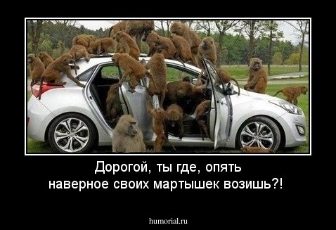 Дорогой, ты где, опять наверное своих мартышек возишь?!
