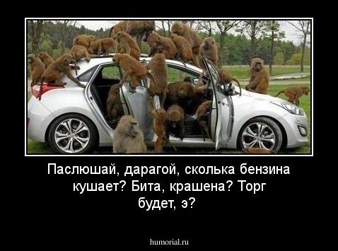 Паслюшай, дарагой, сколька бензина кушает? Бита, крашена? Торг будет, э?