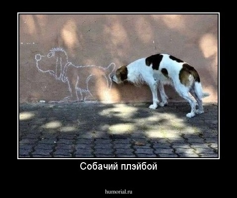 Собачий плэйбой