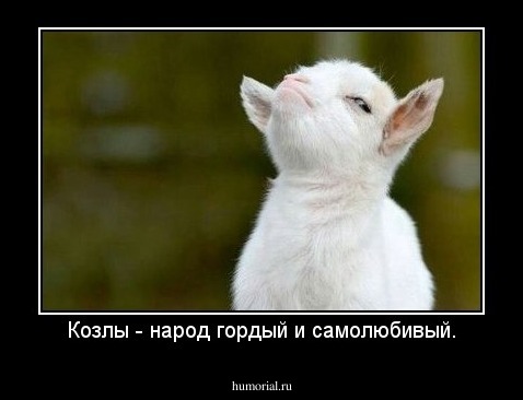 Козлы - народ гордый и самолюбивый.