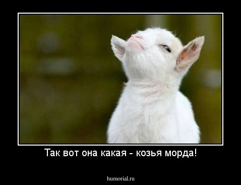 Так вот она какая - козья морда!
