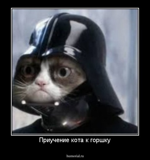 Приучение кота к горшку