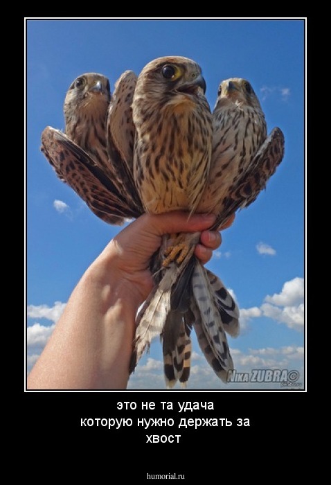 это не та удача которую нужно держать за хвост