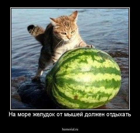 На море желудок от мышей должен отдыхать