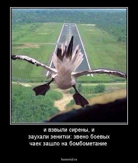 и взвыли сирены, и заухали зенитки: звено боевых чаек зашло на бомбометание
