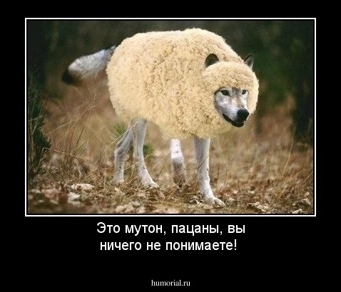 Это мутон, пацаны, вы ничего не понимаете!