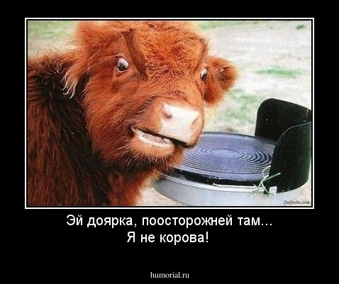 Эй доярка, поосторожней там... Я не корова!