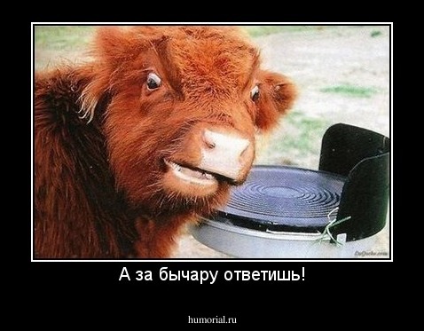 А за бычару ответишь!