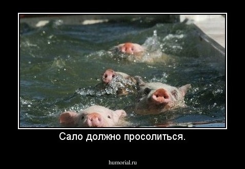 Сало должно просолиться.