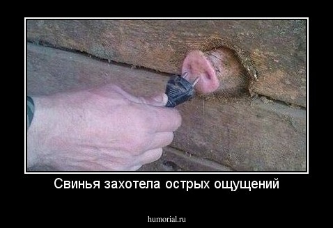 Свинья захотела острых ощущений