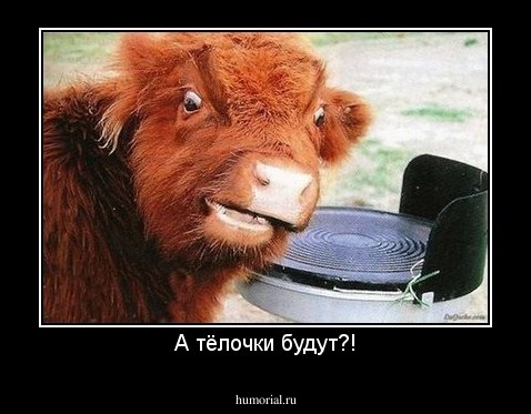 А тёлочки будут?!