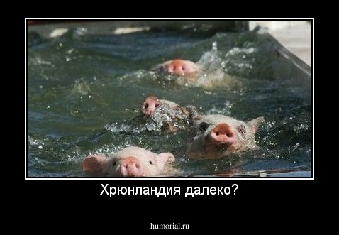 Хрюнландия далеко?