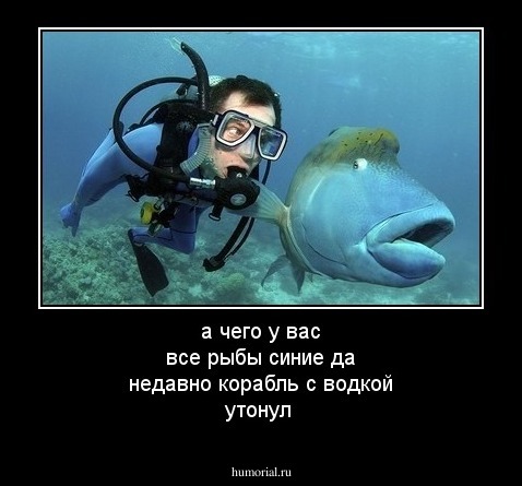 а чего у вас все рыбы синие да недавно корабль с водкой утонул 