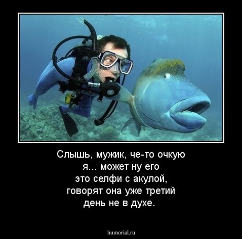 Слышь, мужик, че-то очкую я... может ну его это селфи с акулой, говорят она уже третий день не в духе.