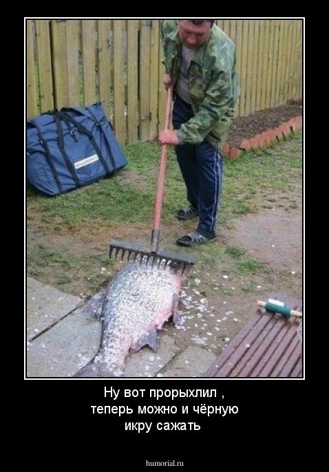 Ну вот прорыхлил , теперь можно и чёрную икру сажать 