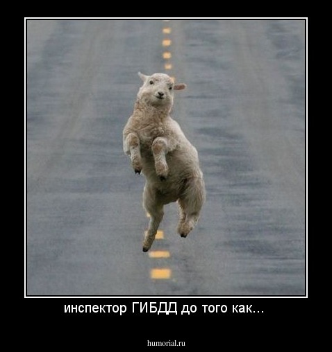 инспектор ГИБДД до того как... 