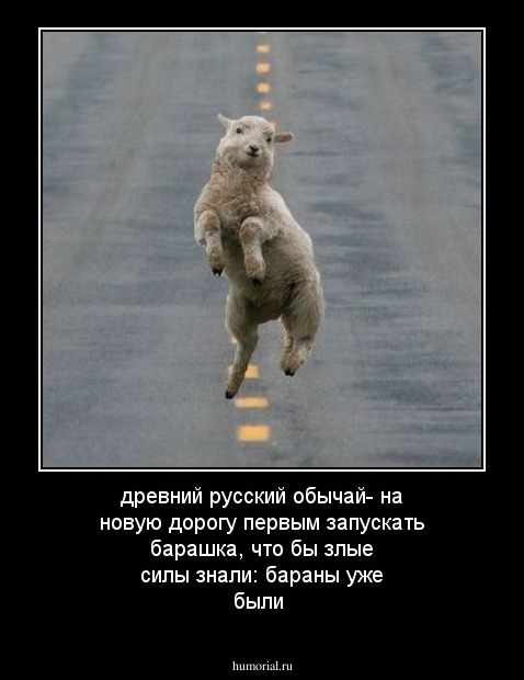 древний русский обычай- на новую дорогу первым запускать барашка, что бы злые силы знали: бараны уже были