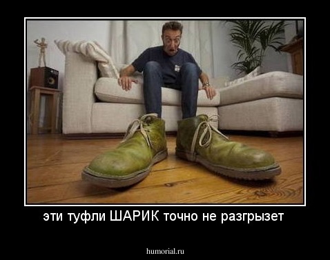 эти туфли ШАРИК точно не разгрызет 