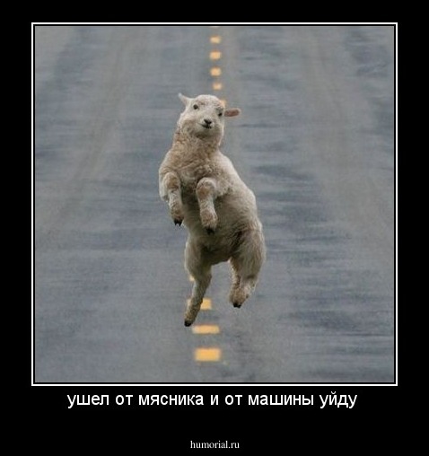 ушел от мясника и от машины уйду 