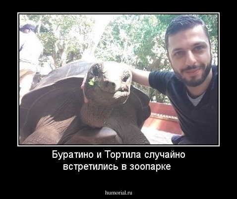 Буратино и Тортила случайно встретились в зоопарке 