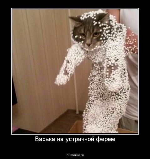 Васька на устричной ферме