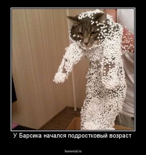 У Барсика начался подростковый возраст 