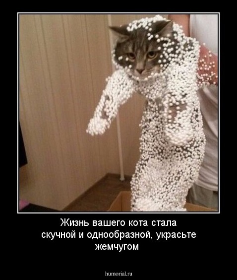 Жизнь вашего кота стала скучной и однообразной, украсьте жемчугом