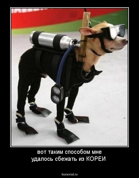 вот таким способом мне удалось сбежать из КОРЕИ 