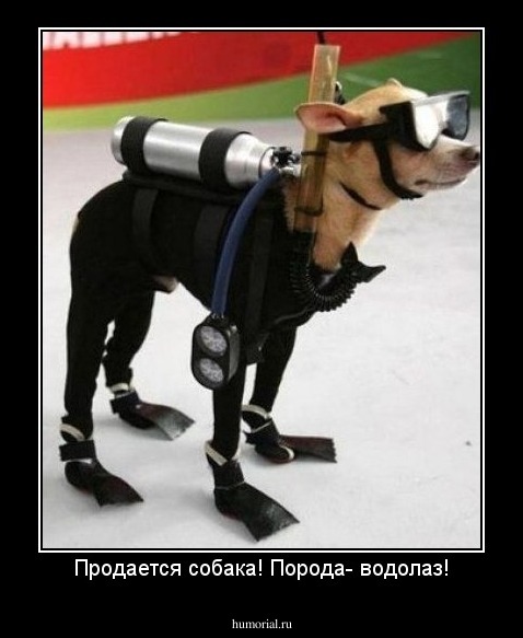 Продается собака! Порода- водолаз!