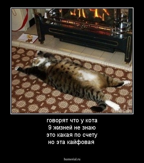 говорят что у кота 9 жизней не знаю это какая по счету но эта кайфовая 