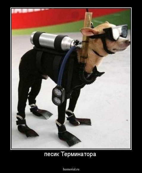 песик Терминатора 