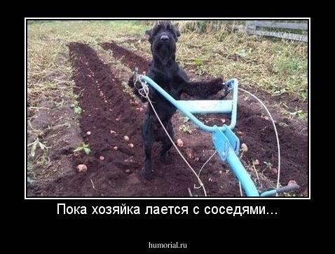Пока хозяйка лается с соседями...