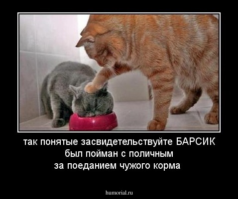 так понятые засвидетельствуйте БАРСИК был пойман с поличным за поеданием чужого корма 
