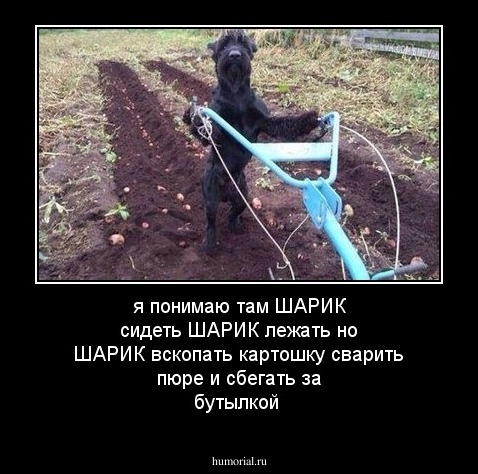 я понимаю там ШАРИК сидеть ШАРИК лежать но ШАРИК вскопать картошку сварить пюре и сбегать за бутылкой 