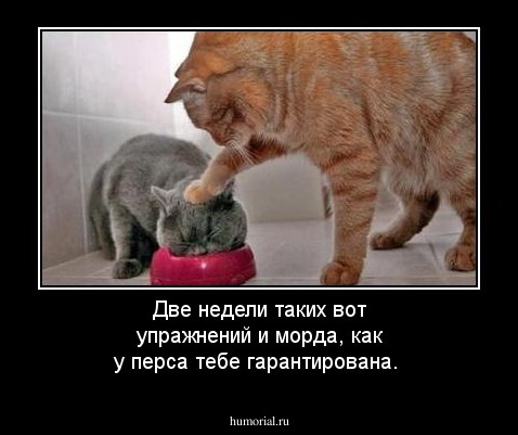 Две недели таких вот упражнений и морда, как у перса тебе гарантирована.