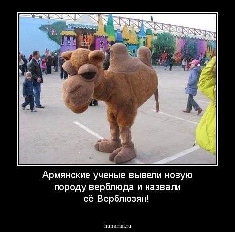 Армянские ученые вывели новую породу верблюда и назвали её Верблюзян!