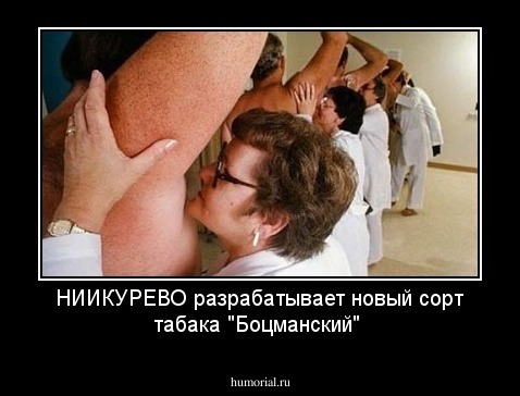 НИИКУРЕВО  разрабатывает новый сорт табака "Боцманский"
