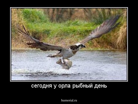 сегодня у орла рыбный день